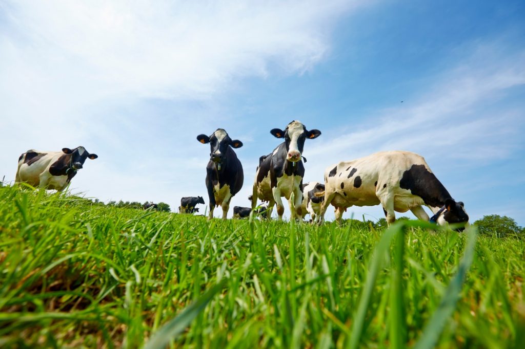 Securing dairy cows grazing season in spring