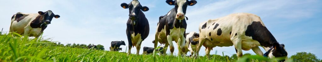 Sécuriser la mise à l’herbe des vaches laitières avec pHix-up